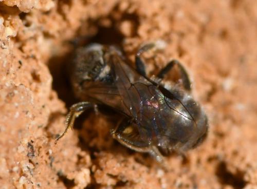 Réf. 243 038 : Lasioglossum sp.